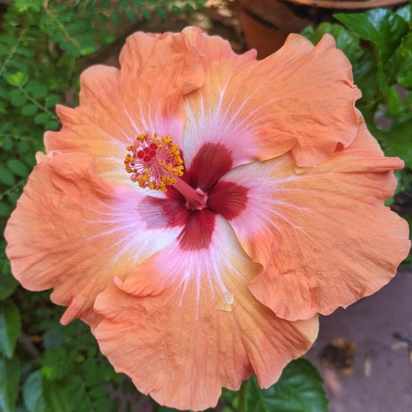 Kiss and Tell, Tropical Hibiscus,  Flower, Plant,  Starter Hibiscus, Peach