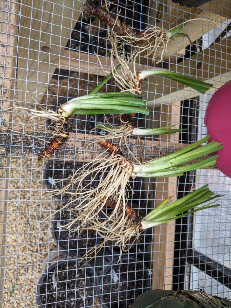 Bearded Iris Concertina Tall Iris Germanica 2 Rhizomes Etsy