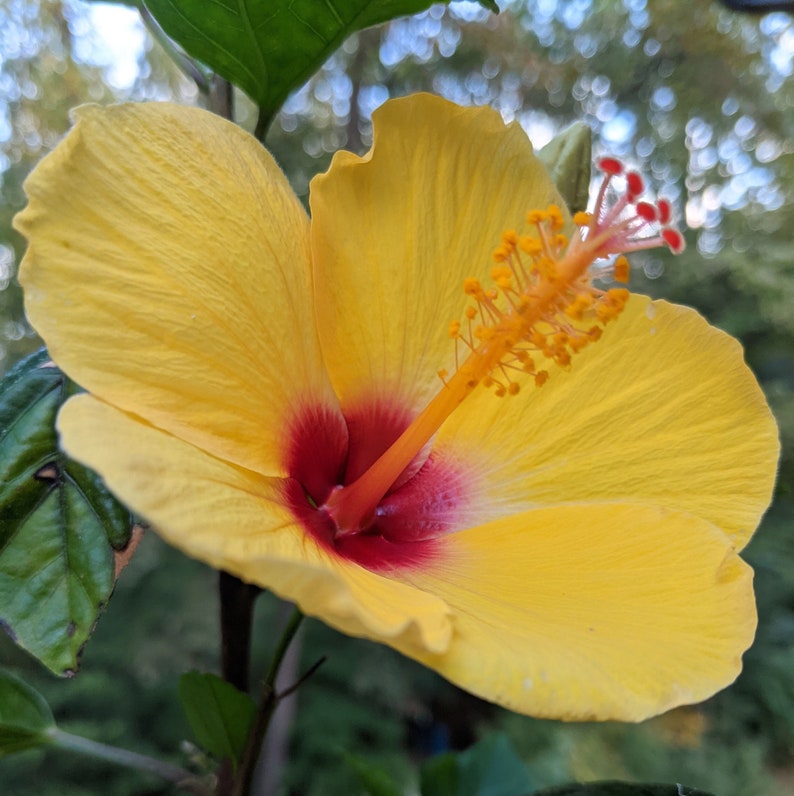 Tequila Sunrise Hibiscus Yellow Hibiscus Starter Plant Etsy