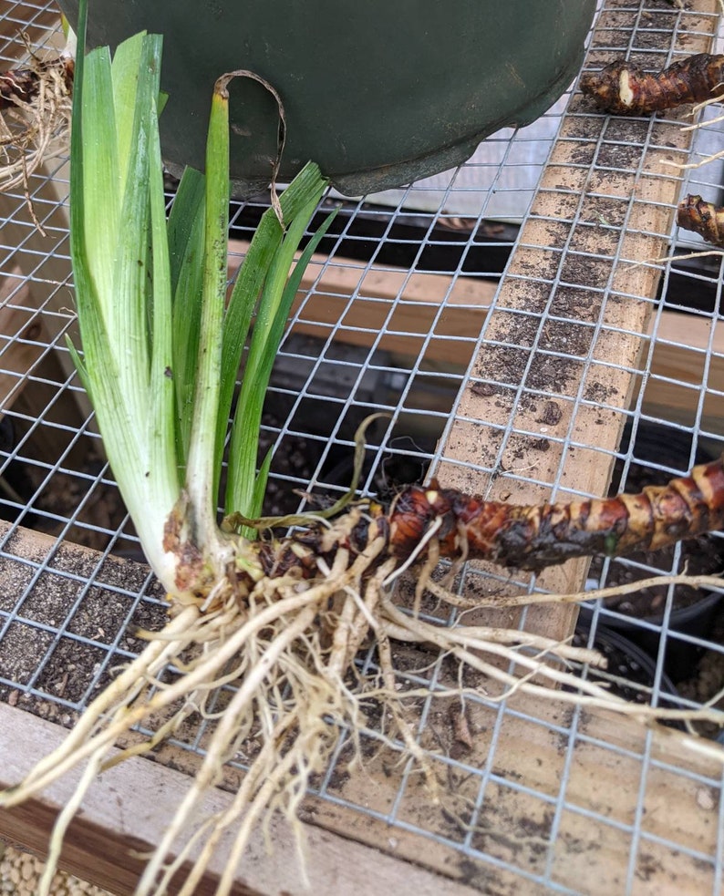 Bearded Iris Concertina Tall Iris Germanica 2 Rhizomes Etsy