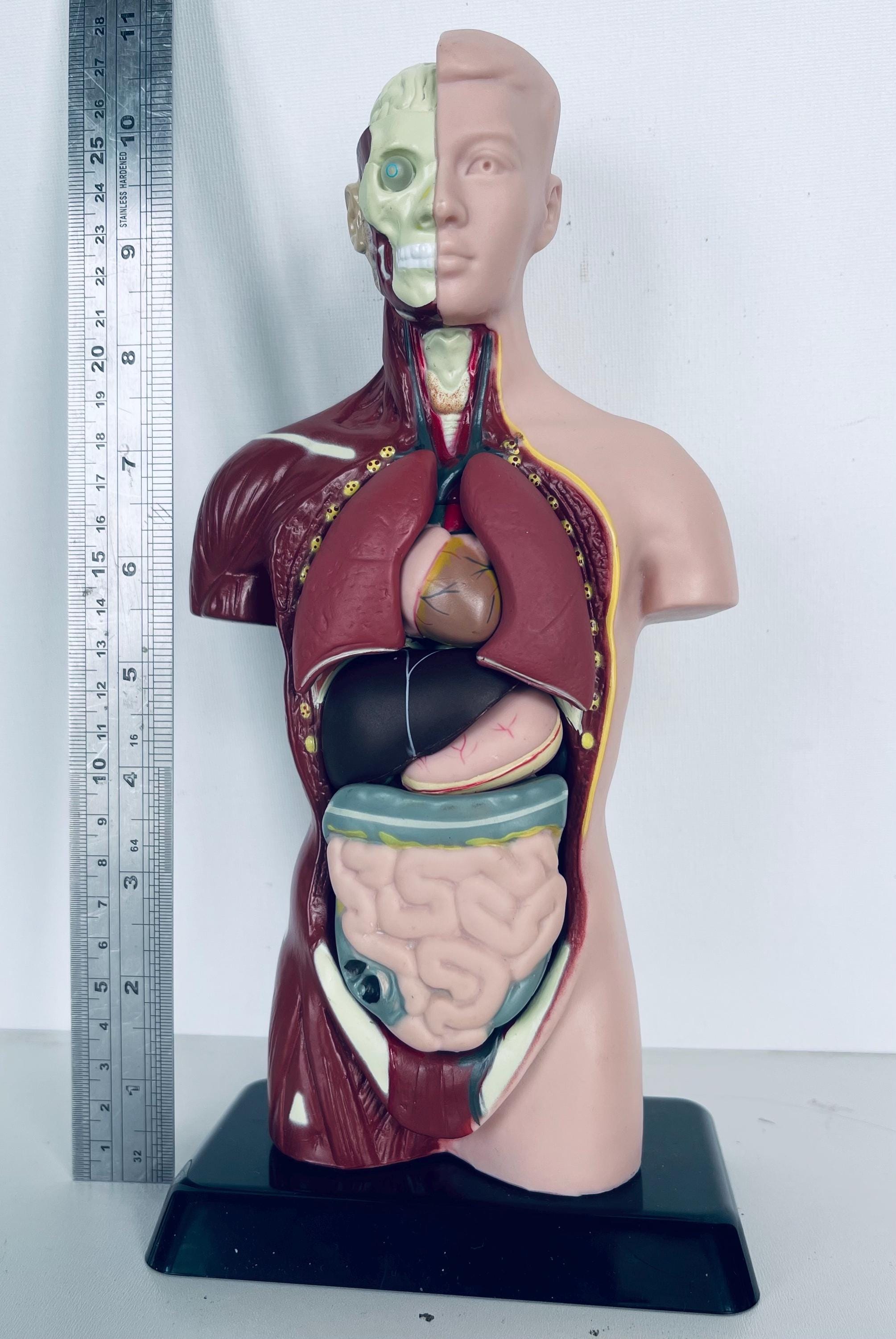 EDU TOYS▽human torso 人体模型パズル il_fullxfull.6140228686_sin5.jpg