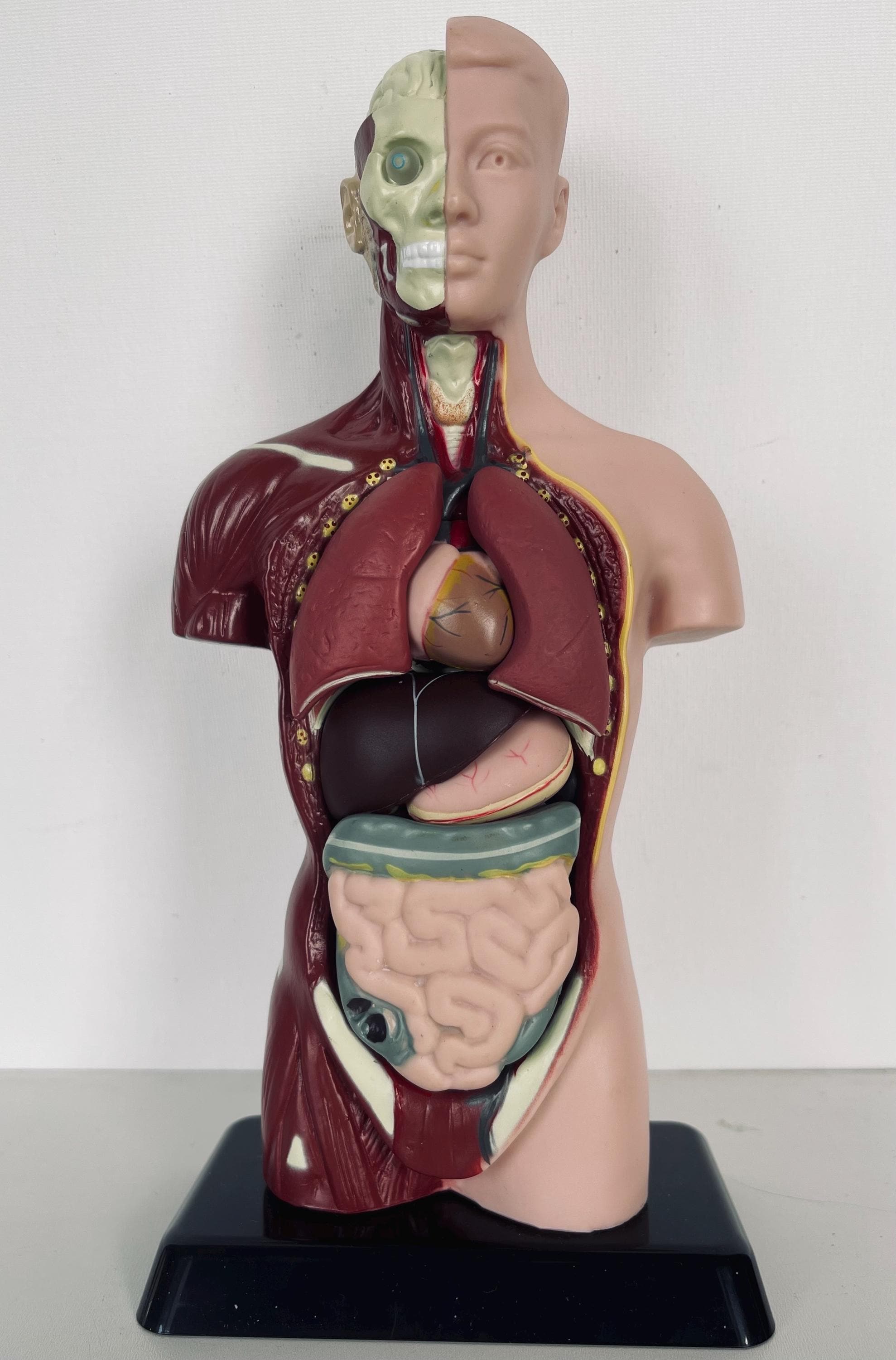 新品 EDU TOYS human torso 人体模型パズル Edu-toys Human Torso Educationally Accurate Model Kit, Boxed