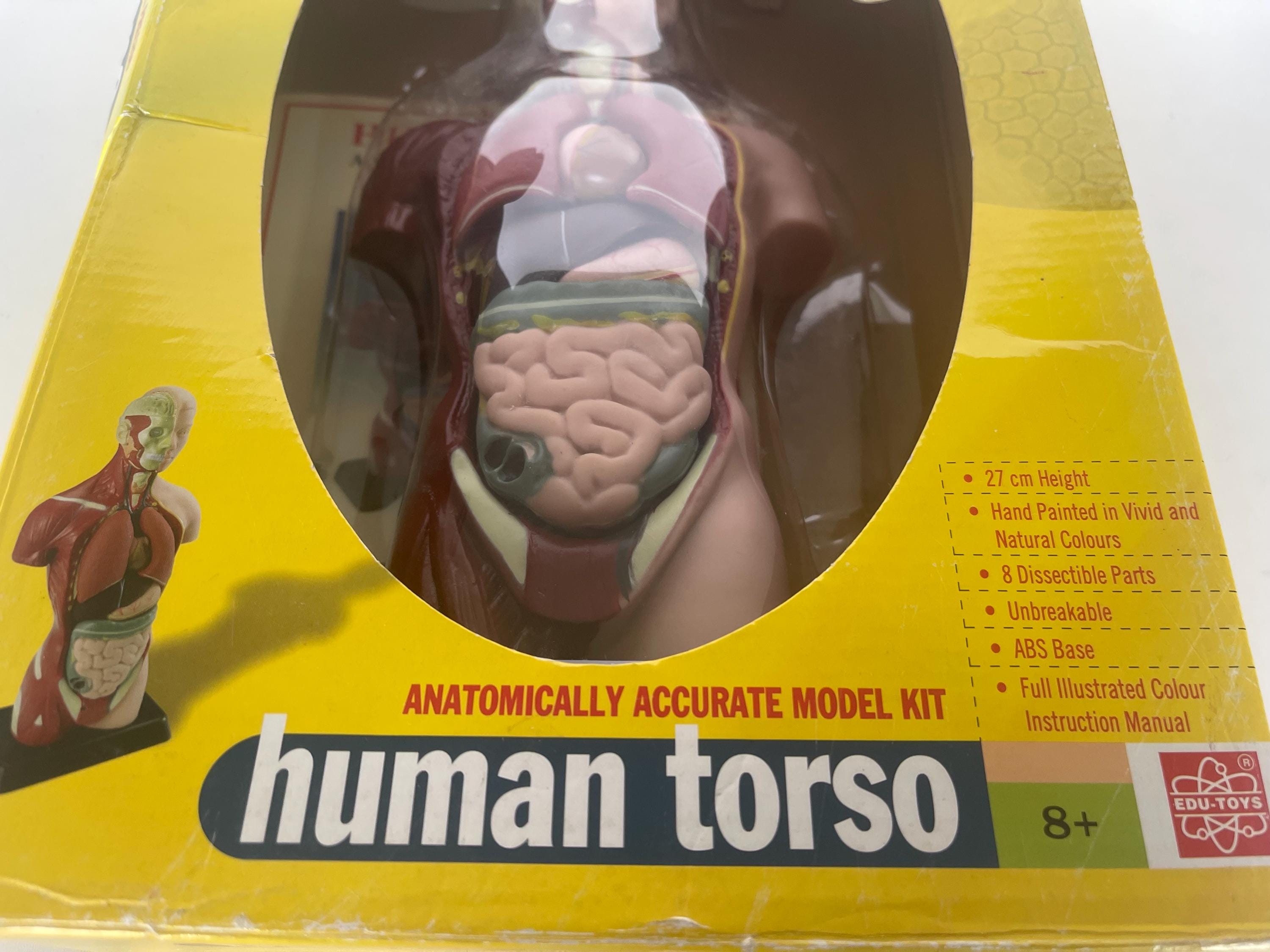 Edu-toys Human Torso Educationally Accurate Model Kit, Boxed