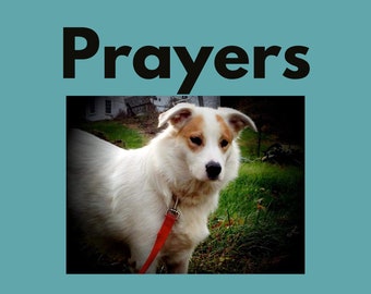 Write Prayers To be In Synch With Your Dog