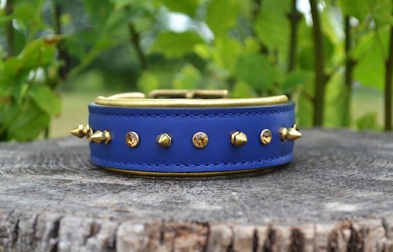 Blue and gold dog collar hotsell