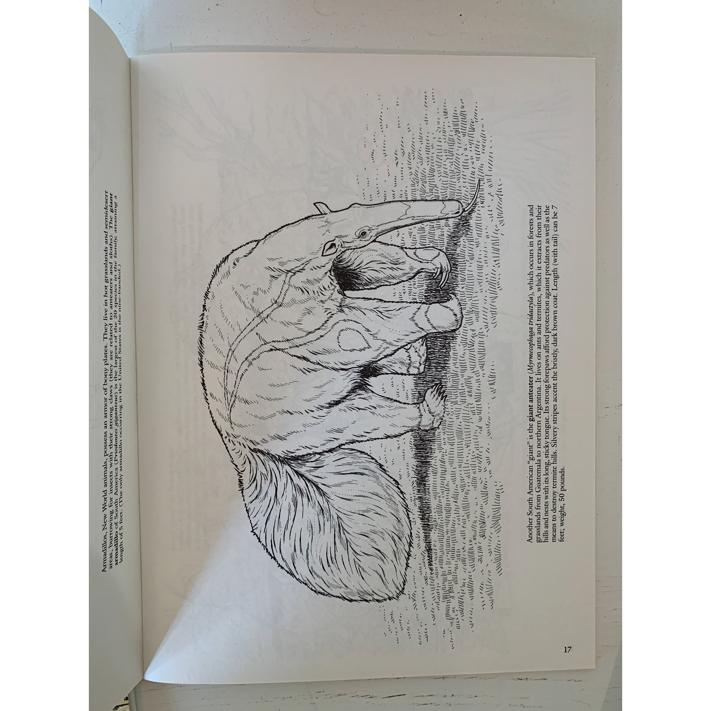 Set of 3 Dover Coloring Books, Vintage - Etsy