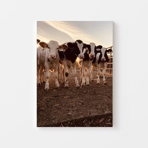 Holstein Calves Sunset Print, Color Digital Download, Farmhouse Wall Decor, Farm Photo, Rustic Cow Print, Farm Animal Print, Cow Portrait