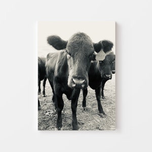 Angus Heifer Print, Black and White Cow Portrait, Digital Download Art, Rustic Cow Print, Farmhouse Wall Decor, Cow Poster, Farm Photo