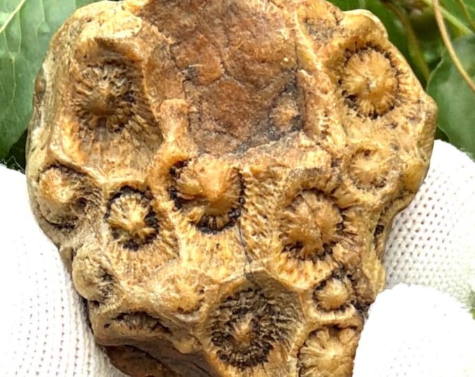 Featured listing image: Rugose (Horn) Coral Fossil — Paleozoic Invertebrate Coral Specimen in Natural Calcite