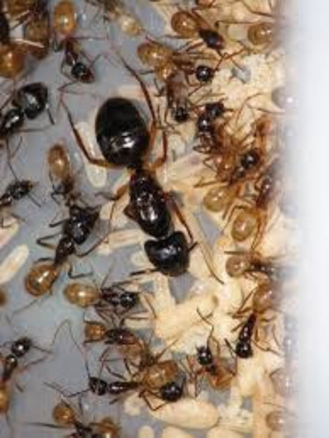 Queen Antcamponotus Atricepswith 600800w 2021 Queen Etsy