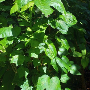 1 Rooted Chaya Mansa Spinach Tree. Spineless leaf variety