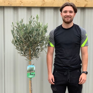 May include: An olive tree in a terracotta pot. The tree has green leaves and a slender trunk. A small brown dog sits next to the tree, with a blue and black soccer ball. A man stands next to the tree.