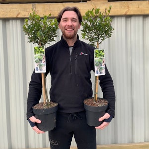 Standard Bay Tree | Laurus nobilis | 70-75cm Tall | 2 For 50 GBP