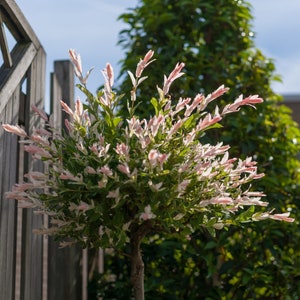 May include: A small, pink-leaved tree with green leaves growing in a garden. The tree is in front of a wooden fence and a green hedge.