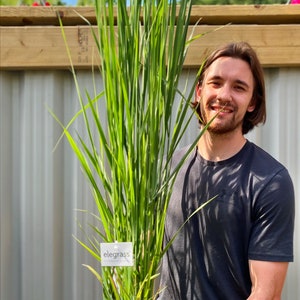 Panicum virigatum 'Northwind' 2L / 10L