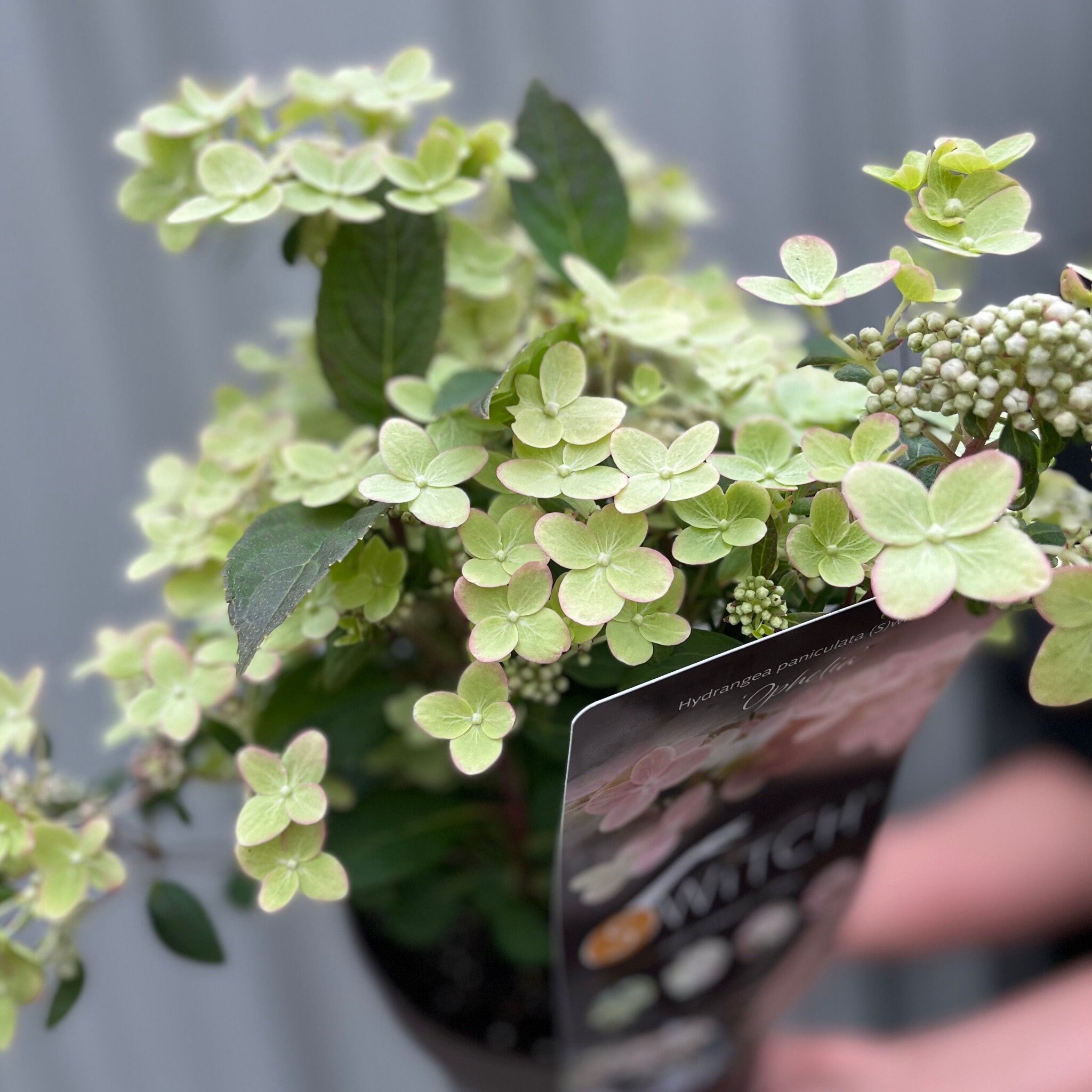 Hydrangea Switch Hydrangea Paniculata Switch 'ophelia' 3L - Etsy UK
