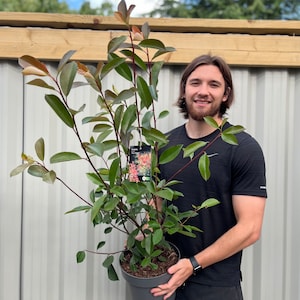 Photinia Red Robin | Established Evergreen Plant | 1.1m tall