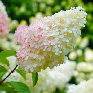 May include: A close-up shot of a hydrangea flower, showcasing white petals with pink edges. The flower head is densely packed with small blooms. Green foliage and other flowers are blurred in the background, providing a natural backdrop.