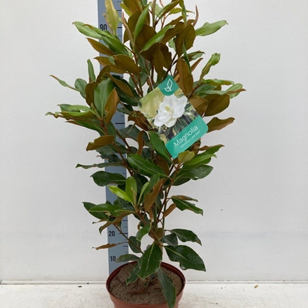 Evergreen Magnolia | Magnolia grandiflora 'Little Gem'