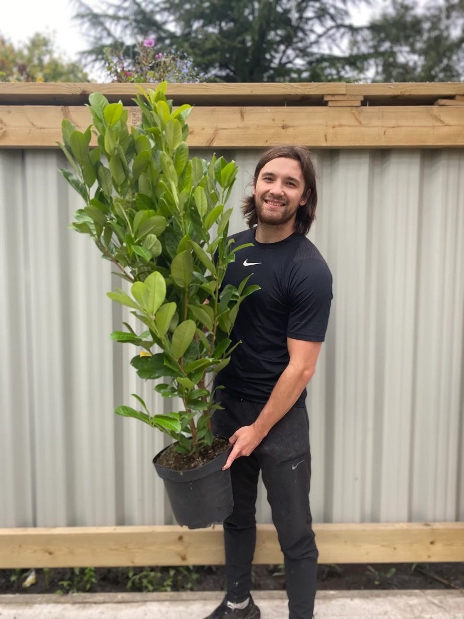 7-8ft Potted Cherry Laurel Hedge Plants 210-240cm.