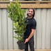 6ft Established Bushy Potted Cherry Laurel Hedge Plants 150-180cm. main image 1