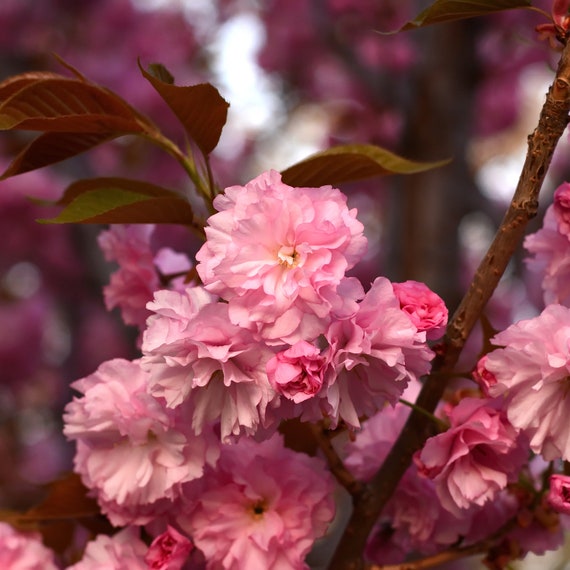 Ornamental Flowering Cherry Blossom Tree Dwarf Prunus - Etsy UK