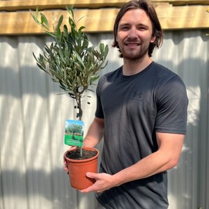 May include: A young olive tree in a brown plastic pot. The tree has green leaves and a small label attached. The background features a wooden fence and a blue sky.
