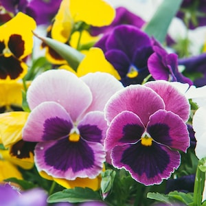 May include: A close-up shot of vibrant pansies in bloom. The flowers showcase a variety of colours, including yellow, purple, pink, and white. The petals have a velvety texture, with dark centres and bright edges. The image captures the beauty of these colourful flowers.