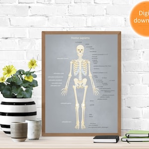 Printable Anatomy Poster, Human Skeleton - Etsy Finland