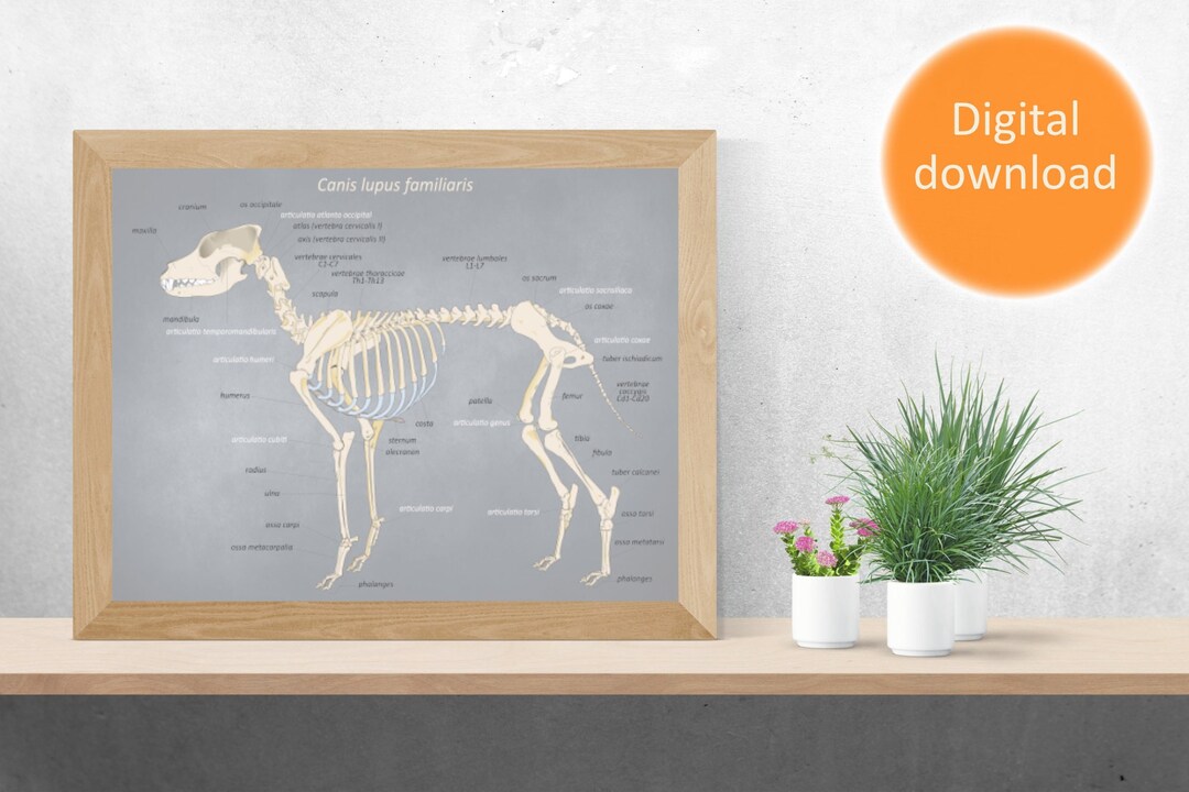 Printable Anatomy Poster Dog Skeleton Canine Skeleton - Etsy Finland
