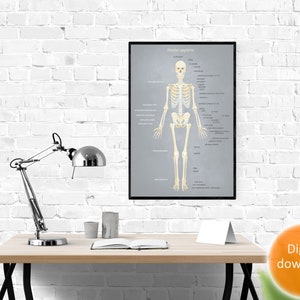 Printable Anatomy Poster, Human Skeleton - Etsy Finland