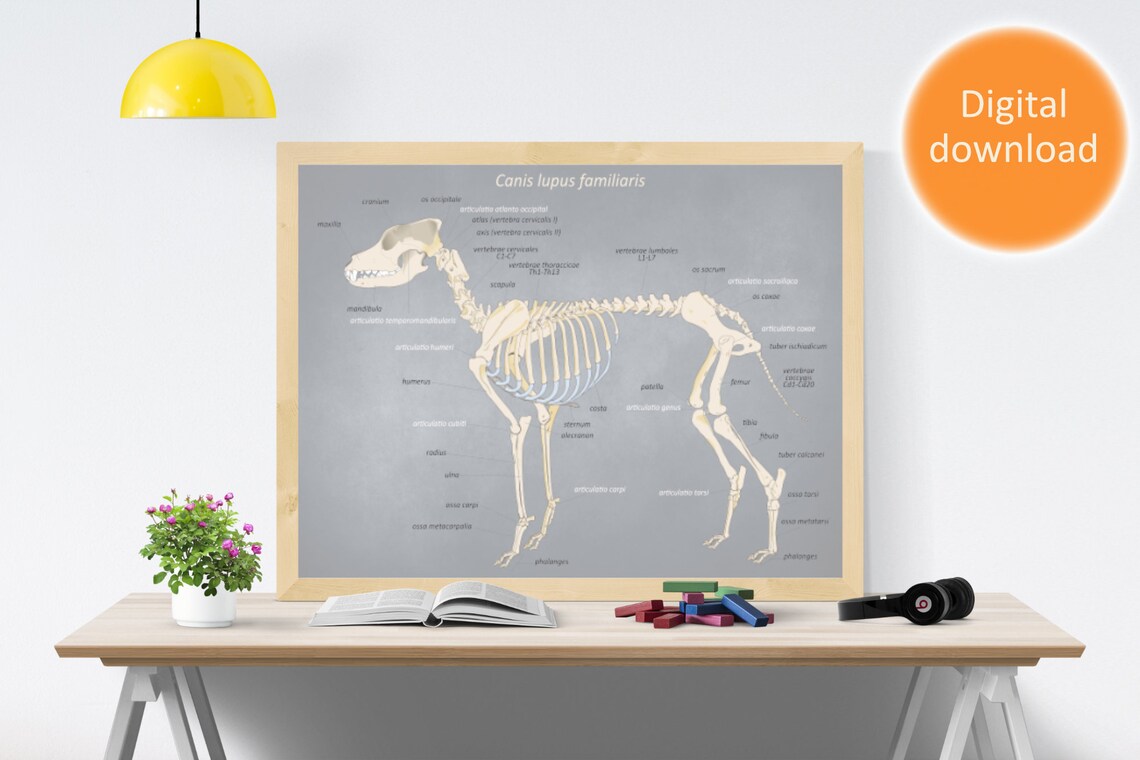 Printable Anatomy Poster Dog Skeleton Canine Skeleton - Etsy Finland