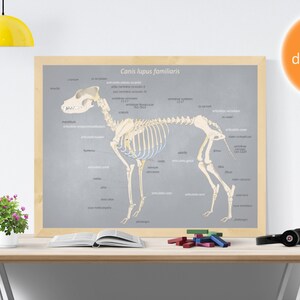 Printable Anatomy Poster Dog Skeleton Canine Skeleton - Etsy Finland