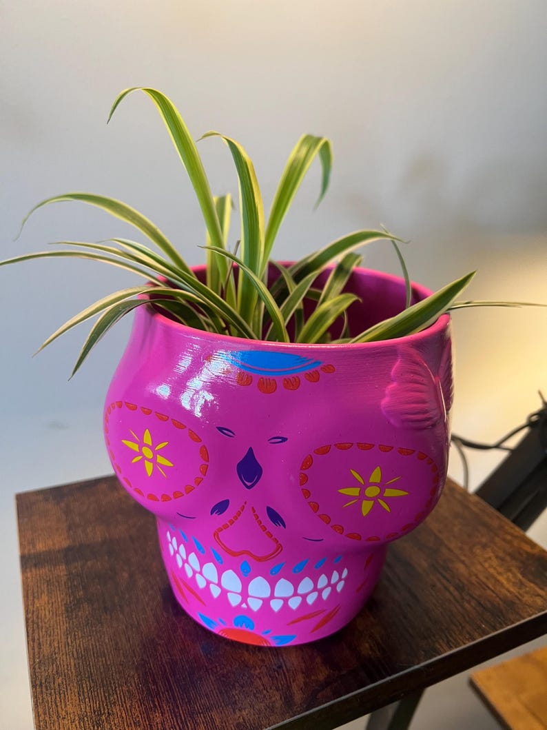 Sugar Skull Spider Plant Pink Etsy