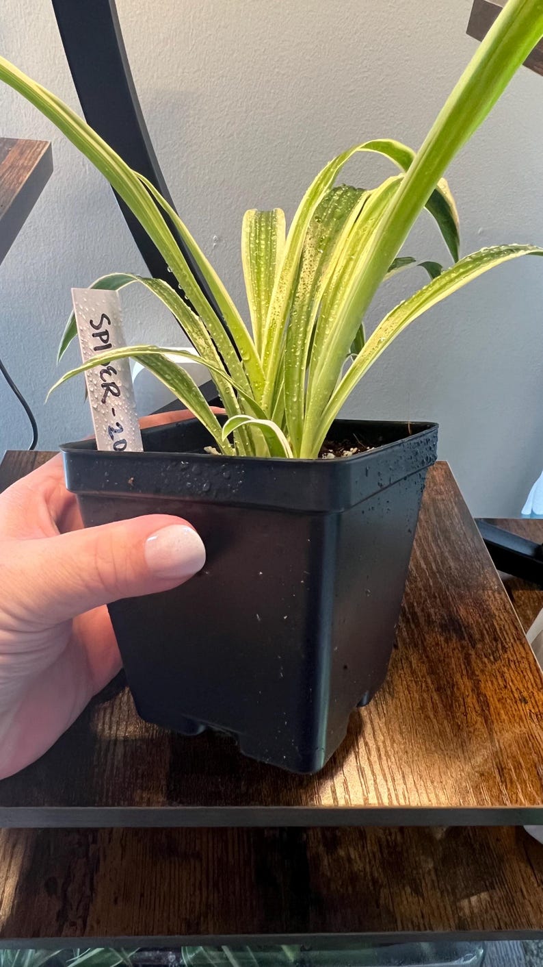 Sugar Skull Spider Plant Orange Etsy