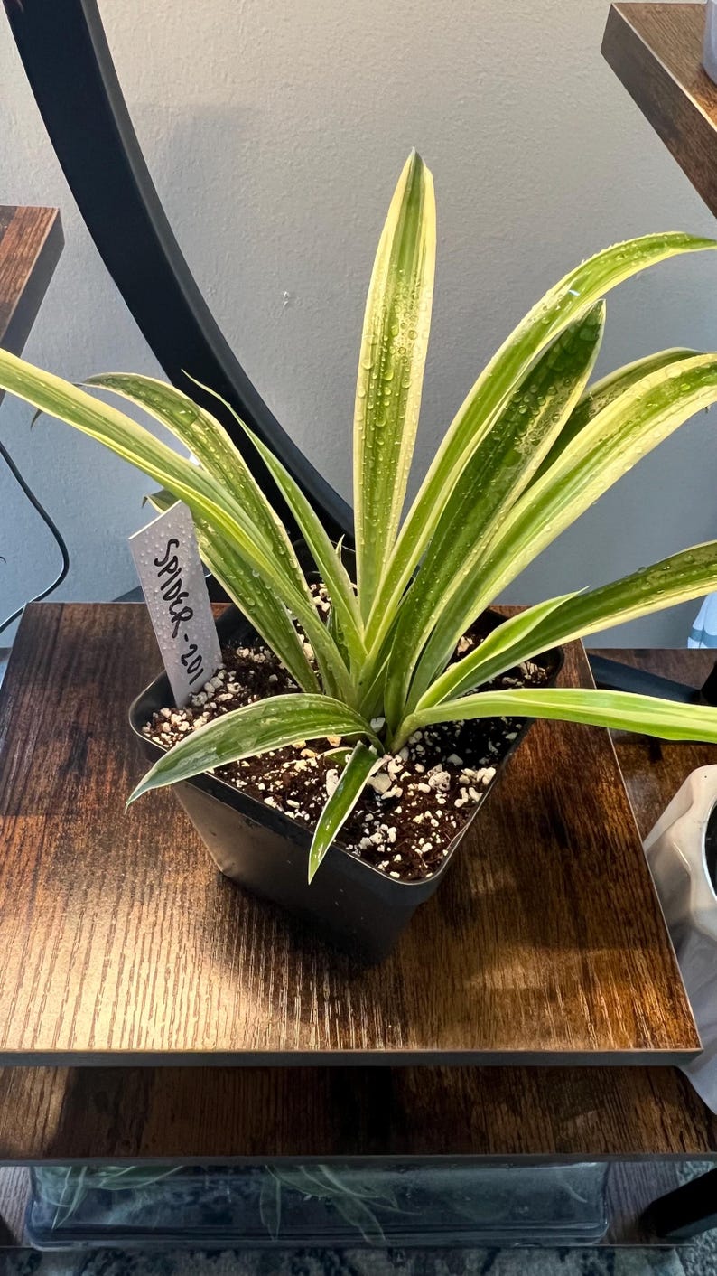 Sugar Skull Spider Plant Orange Etsy