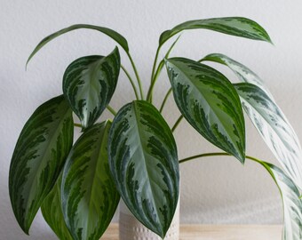 Unrooted Aglaonema Silver Bay 'Chinese Evergreen" Cutting | Popular Houseplant | Fast Growing | Live Plant | Cutting