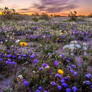 Desert Wildflowers