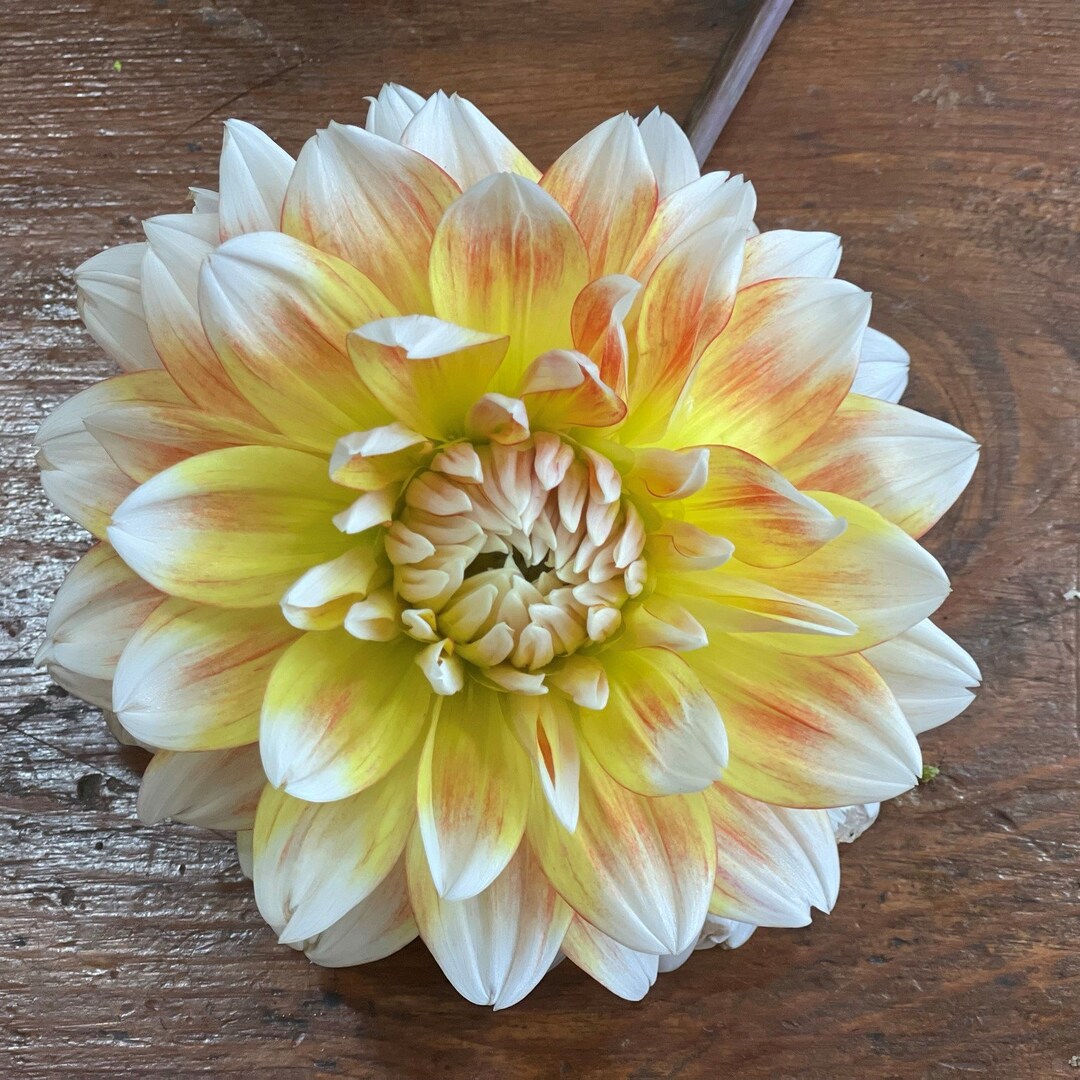 Peaches and Cream Dahlia Tuber preorder Etsy