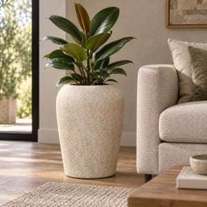May include: A tall, rounded, cream-coloured planter with a textured, stone-like finish containing a vibrant green rubber plant with large, glossy, oval-shaped leaves. The plant stands upright with multiple stems and dark green foliage reaching upwards.