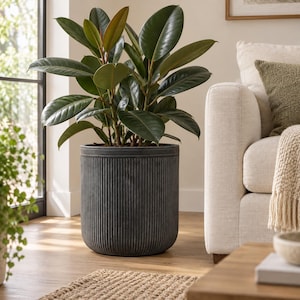 May include: A large rubber plant with broad, dark green, glossy leaves potted in a cylindrical, charcoal grey planter featuring a vertical ribbed texture. The plant stands upright with multiple stems emerging from the soil within the container.