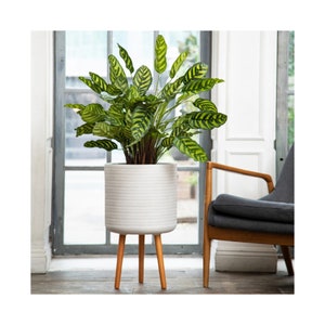 May include: A white planter with a woven pattern and wooden legs, holding a green and yellow striped plant. The planter is sitting on a wooden floor in front of a window and a chair.