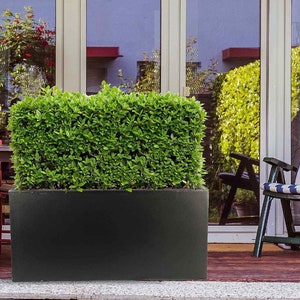 May include: A black rectangular planter with a green bush growing inside. The planter is sitting on a wooden deck in front of a glass door.