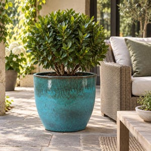 May include: A large, round, glazed ceramic planter with a vibrant turquoise and dark blue drip-glaze finish. The pot contains a dense, rounded bay laurel shrub with glossy, dark green leaves, creating a full and symmetrical plant display.