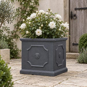 May include: A square, dark grey planter featuring a raised octagonal panel on each side, with a central lion head relief detail. The planter is filled with a lush, bushy white rose plant with numerous blooming flowers and green leaves.