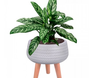 White  Stripped Patterned Concrete Stone Shallow bowl Planter Indoor Tripod Pot w Wooden legs Modern Interior Decor for faux or real plants