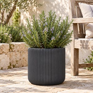 May include: A dark charcoal grey cylindrical planter with a vertical ribbed texture. The planter contains a lush rosemary plant with needle-like green leaves and small, delicate light purple flowers blooming throughout the dense foliage.