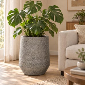 May include: A large Monstera plant with broad, split green leaves potted in a tall, tapered, speckled grey planter. The planter has a textured, stone-like finish and a wide, cylindrical shape that narrows slightly towards the base.