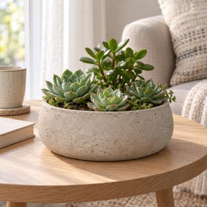 May include: A round, light grey, textured concrete planter filled with a variety of green succulents, including a tall jade plant and several rosette-shaped echeveria plants nestled in soil with small green moss accents.