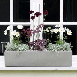 May include: A concrete rectangular planter filled with a variety of flowers and greenery. White cosmos flowers, dark red blooms, and silvery foliage are arranged in the planter, which sits in front of a white window.